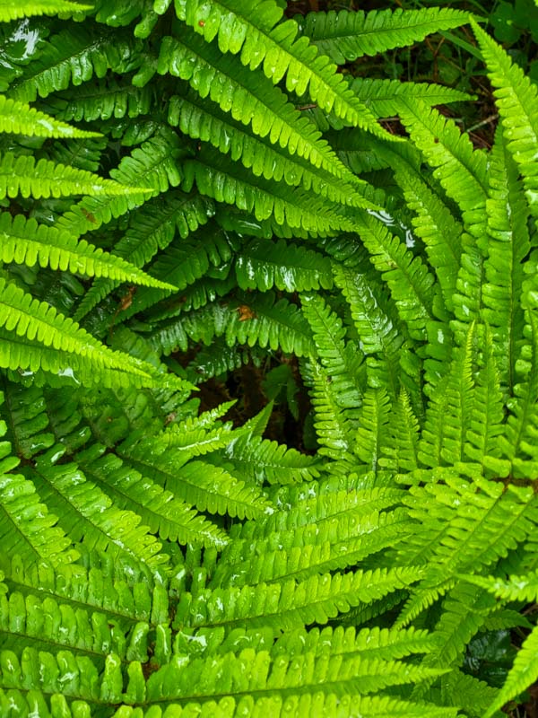 flora & fauna in Silz, Tirol